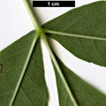 SpeciesSub: subsp. angustifolia SpeciesSub: subsp. angustifolia
